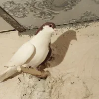 چپ سرخ تاختی