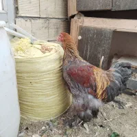 مرغ و خروس برهما امپراطور