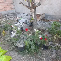 گل آپارتمانی|گل و گیاه طبیعی|اردبیل, |دیوار