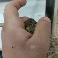 جوجه سرلاکی عروس و گل بسر|پرنده|رامهرمز, |دیوار