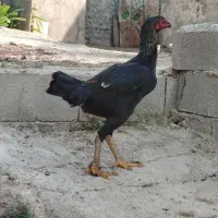 مرغ محلی