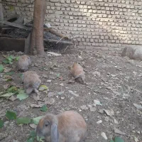 سه عدد خرگوش وسه عدد غاز