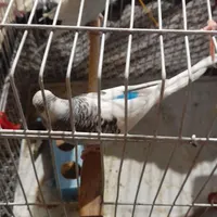 مرغ عشق|پرنده|مرودشت, دولت آباد|دیوار