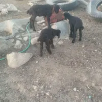 بره شیری میش دوقلو