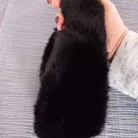 هدبند خز روسی|لباس|پاکدشت, پاکدشت (مامازند)|دیوار