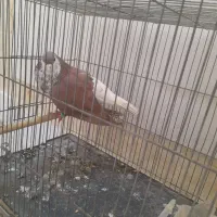 شیر سرخ|پرنده|نیشابور, فردوس شمالی|دیوار