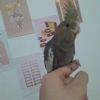 عروس هلندی ماده۲ماهه|پرنده|شهریار, شهرک مصطفی خمینی|دیوار