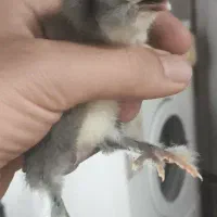 جوجه و تخم نطفه دار ، نژاد سلطان اصلیل ( وارداتی )|حیوانات مزرعه|رشت, جانبازان|دیوار