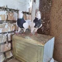 طوقی ساده نروماده|پرنده|داران, |دیوار