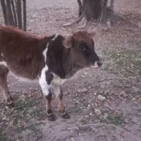 گوساله ‌ماده‌یک‌ساله|حیوانات مزرعه|سنگر, |دیوار