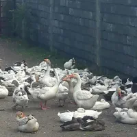 فروش اردک وغاز محلی