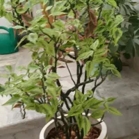 گل های برگ عبایی شفلرا پدیلانتوس و کروتون|گل و گیاه طبیعی|تهران, مینی‌سیتی (شهرک نفت)|دیوار
