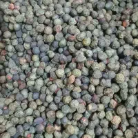 پسته کوهی|خوردنی و آشامیدنی|صفادشت, |دیوار