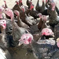 ۵۰عدد بوقلمون