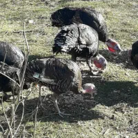 بوقلمون محلی ارگانیک ماده تخم گذار جوجه کشی