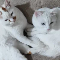 گربه گمشده|حیوانات|صدرا-فارس, فاز ۱|دیوار