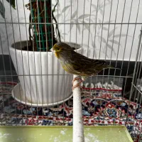 قناری نر و فنچ نرگسی|پرنده|قزوین, |دیوار