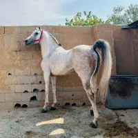 نریون سپهر کرد