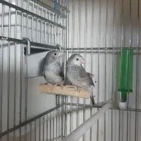 فنچ ستاره ای|پرنده|ری, تقی آباد|دیوار