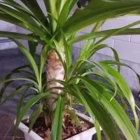 گل زینتی سوسن عنکبوتی