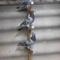 کفترآلمانی کفترپلاکی کفترمسافتی|پرنده|تهران, مسعودیه|دیوار