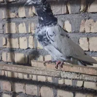 کبوتر نروماده پرشی|پرنده|قم, چهل اختران|دیوار