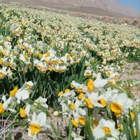 پیاز گل نرگس درجه یک شهر ستان خوسف