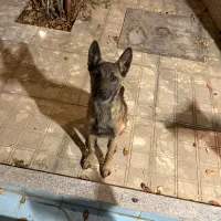 توله یک ساله مالینویز ماده نژاد اصیل