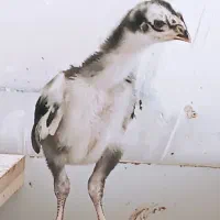 خروس و جوجه لاری