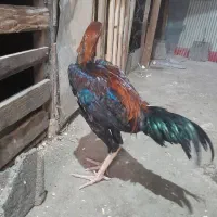 خروس لاری انگلیسی