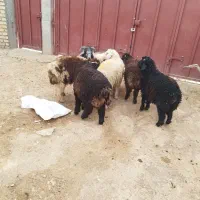 بره نر پرواری|حیوانات مزرعه|مرودشت, زنگی آباد|دیوار