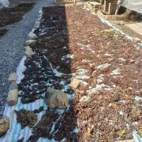 کشمش آفتابی