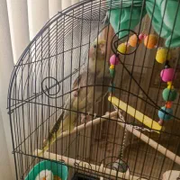 عروس هلندی|پرنده|محمدشهر, محمدشهر|دیوار