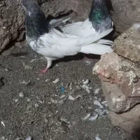 کبوتر|پرنده|ارشق, |دیوار