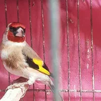 سهره  جوجه سهره|پرنده|اصفهان, کوی گلزار|دیوار