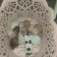 سگ پاکوتاه شیتیزو