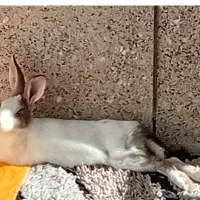 خرگوش|موش و خرگوش|زنجان, |دیوار