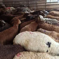 پخش گوسفند زنده کم دنبه بدون تعطیلی بدون واسطه