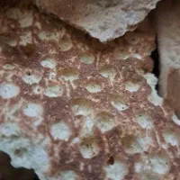 نون خشک تمیز