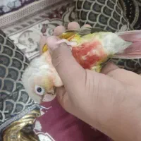 فروش کوتوله ، گرینچیک و عروس هلندی|پرنده|زابل, |دیوار