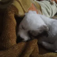 حیوان خانگی|سگ|تهران, فلسطین (میدان انقلاب)|دیوار