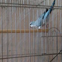 عروس|پرنده|آران و بیدگل, |دیوار