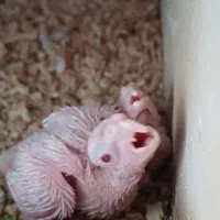 جفت عروس هلندی  و کوتوله