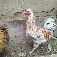 خروس گلین جوان ۹ماهه مرغگیر سالم درشت|حیوانات مزرعه|فردیس, شهرک شهید حسینی|دیوار