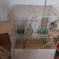 عروس هلندی|پرنده|کرج, سیاه کلان|دیوار