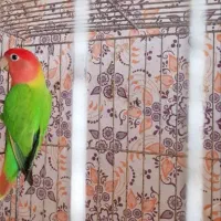 فروش کوتوله اوپال برزیلی