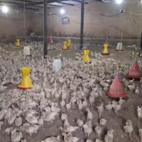 جوجه بوقلمون بوربن مریوان میدان سرباز بلوار کشاورز