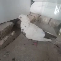 کبوتردم قهوه ای|پرنده|محمدیه-قزوین, |دیوار