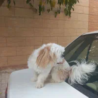 سگ شیتزو فلت اصیل|سگ|مشهد, نوده|دیوار