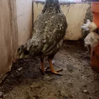 مرغ لاری معاوضه با مرغ کرچ